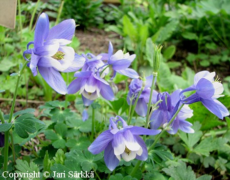 Aquilegia ottonis ssp. amaliae, akileija